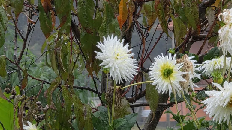 1761637664911.jpg?type=w773