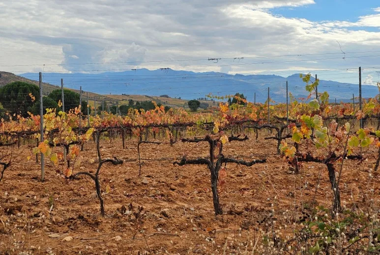 SE-83e12ead-05b3-40df-922d-d177e644133b.jpg?type=w773