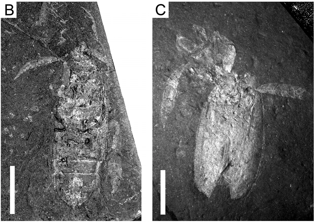 img.png?credential=yqXZFxpELC7KVnFOS48ylbz2pIh7yKj8&expires=1772290799&allow_ip=&allow_referer=&signature=GCa6OvBkEtYEr76IDJri9ydlhzY%3D