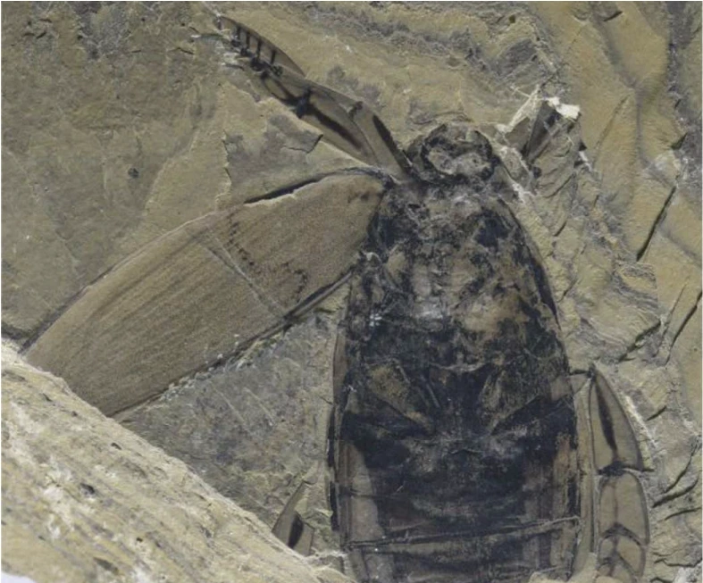 img.png?credential=yqXZFxpELC7KVnFOS48ylbz2pIh7yKj8&expires=1772290799&allow_ip=&allow_referer=&signature=07tFjLJKg3FO7Fr3dVFB%2Bfav6BQ%3D