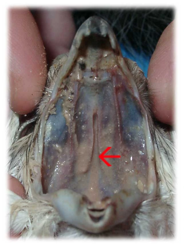 img.jpg?credential=yqXZFxpELC7KVnFOS48ylbz2pIh7yKj8&expires=1774969199&allow_ip=&allow_referer=&signature=LCIR7z6RMeSCIHmnfyjA4o7ZvOk%3D