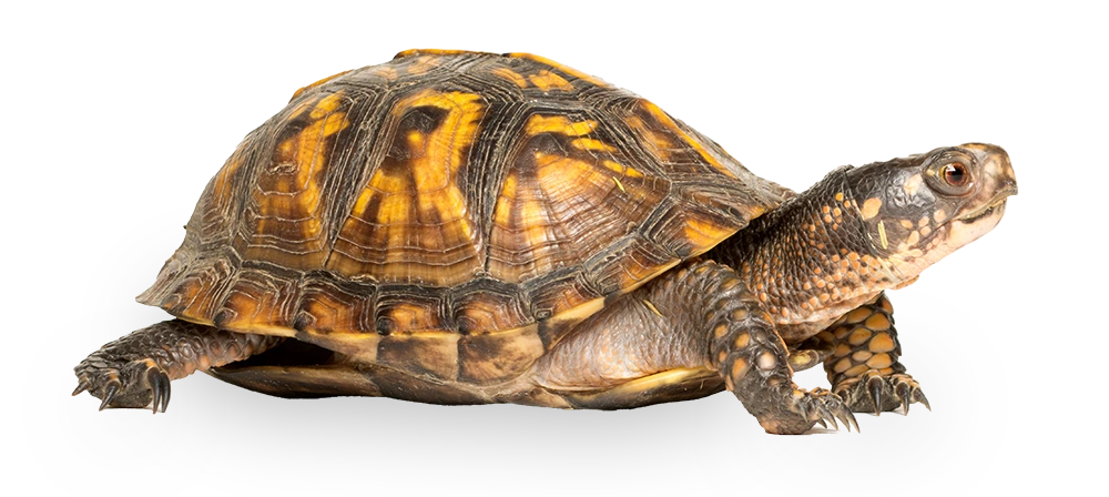 img.png?credential=yqXZFxpELC7KVnFOS48ylbz2pIh7yKj8&expires=1772290799&allow_ip=&allow_referer=&signature=LeP9jQhlpijAnxUPvivAVhmYMGU%3D