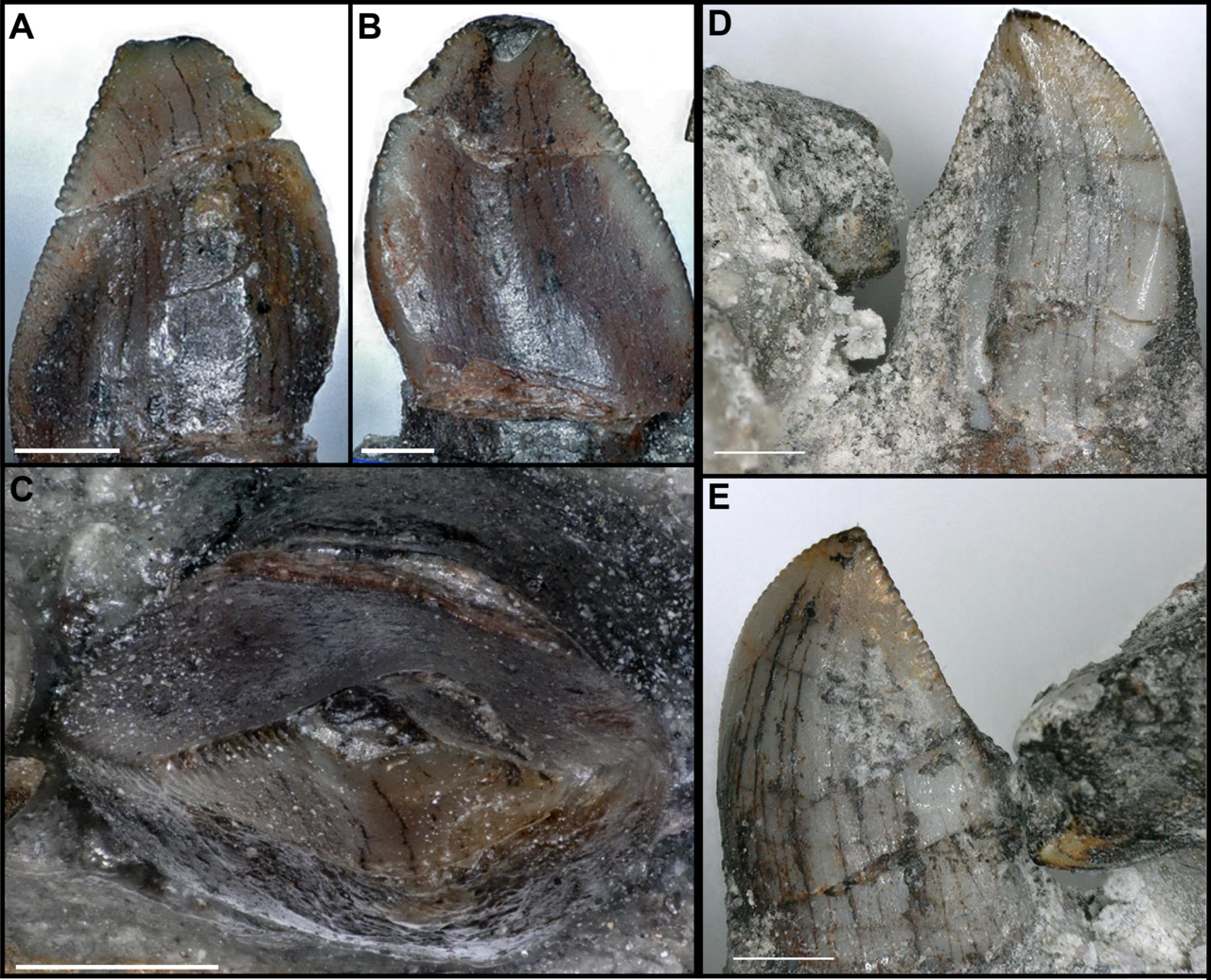 img.png?credential=yqXZFxpELC7KVnFOS48ylbz2pIh7yKj8&expires=1772290799&allow_ip=&allow_referer=&signature=6BZf2pASiDRbwpgu3pNb%2BLLZ46I%3D