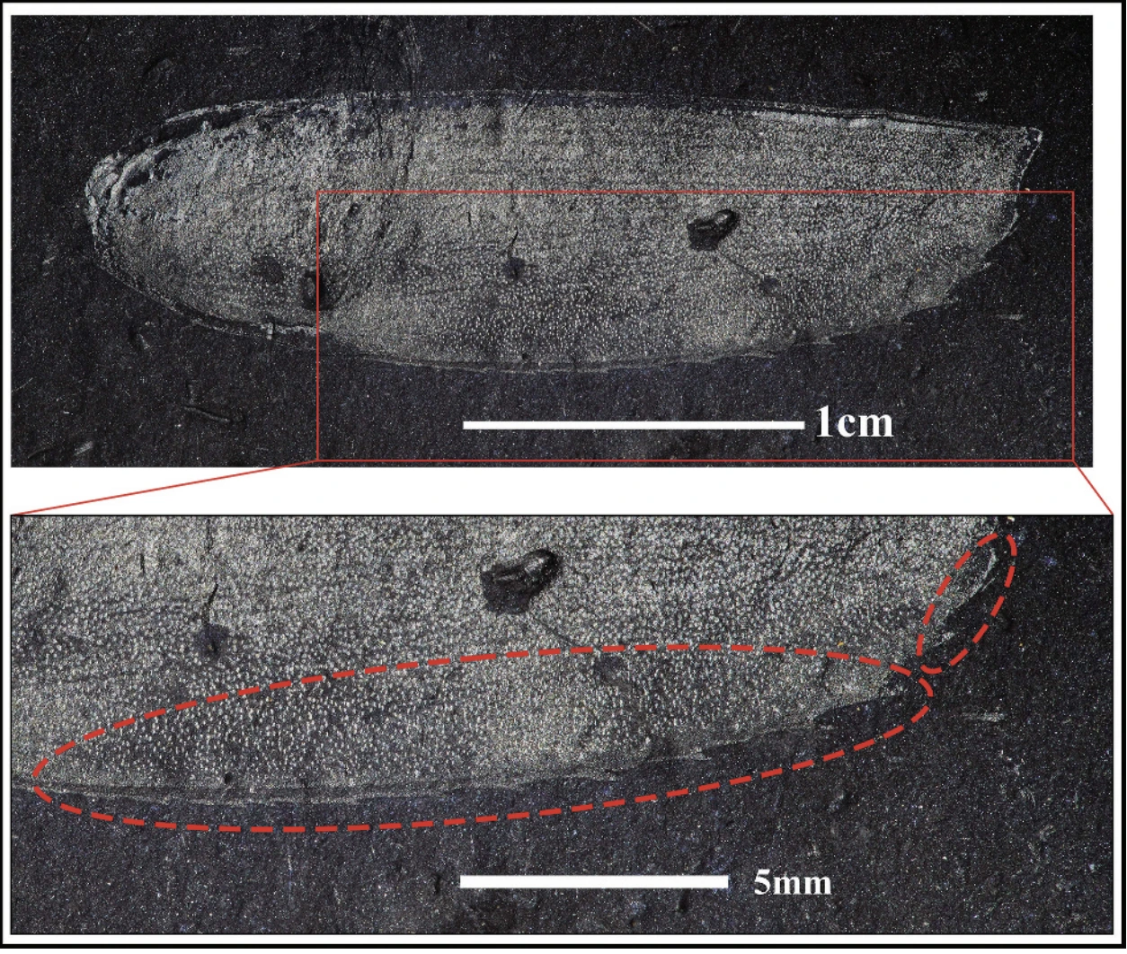 img.png?credential=yqXZFxpELC7KVnFOS48ylbz2pIh7yKj8&expires=1772290799&allow_ip=&allow_referer=&signature=a6vrbuWg0L4QMEpcOmhYemUQsAU%3D