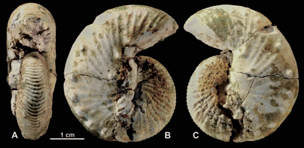 img.png?credential=yqXZFxpELC7KVnFOS48ylbz2pIh7yKj8&expires=1772290799&allow_ip=&allow_referer=&signature=xLyqwiO6Wgj02RO4x5Ijv4LzMeM%3D