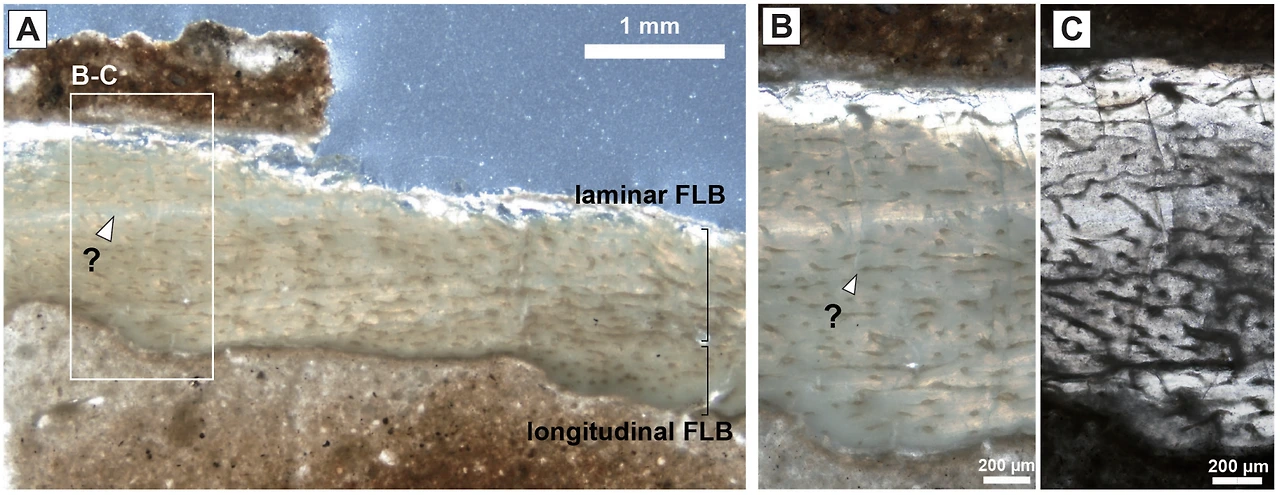 img.png?credential=yqXZFxpELC7KVnFOS48ylbz2pIh7yKj8&expires=1774969199&allow_ip=&allow_referer=&signature=Pha9HYpx6HCEX27vB5GCEYWkBz0%3D