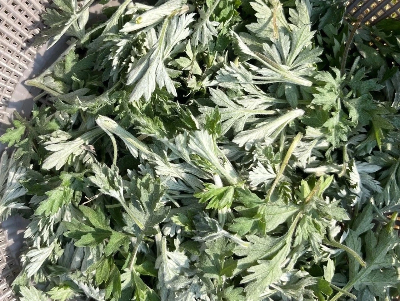 다운로드 (3) Large.jpeg