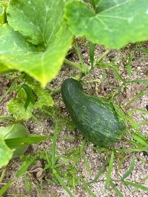 다운로드 (1) Medium.jpeg