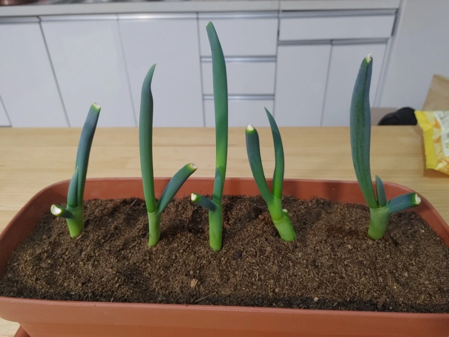 900%EF%BC%BF20260124%EF%BC%BF183418.jpg?type=w1