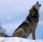 다운로드 (7).jfif