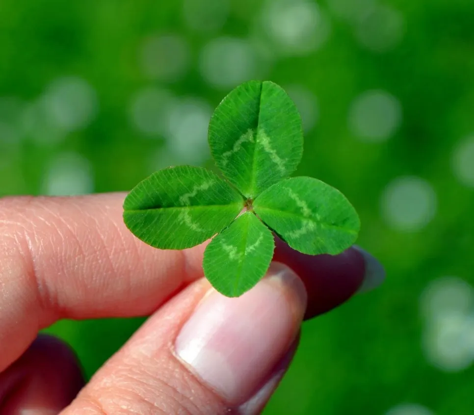 clover_leaves2.jpg?type=w966