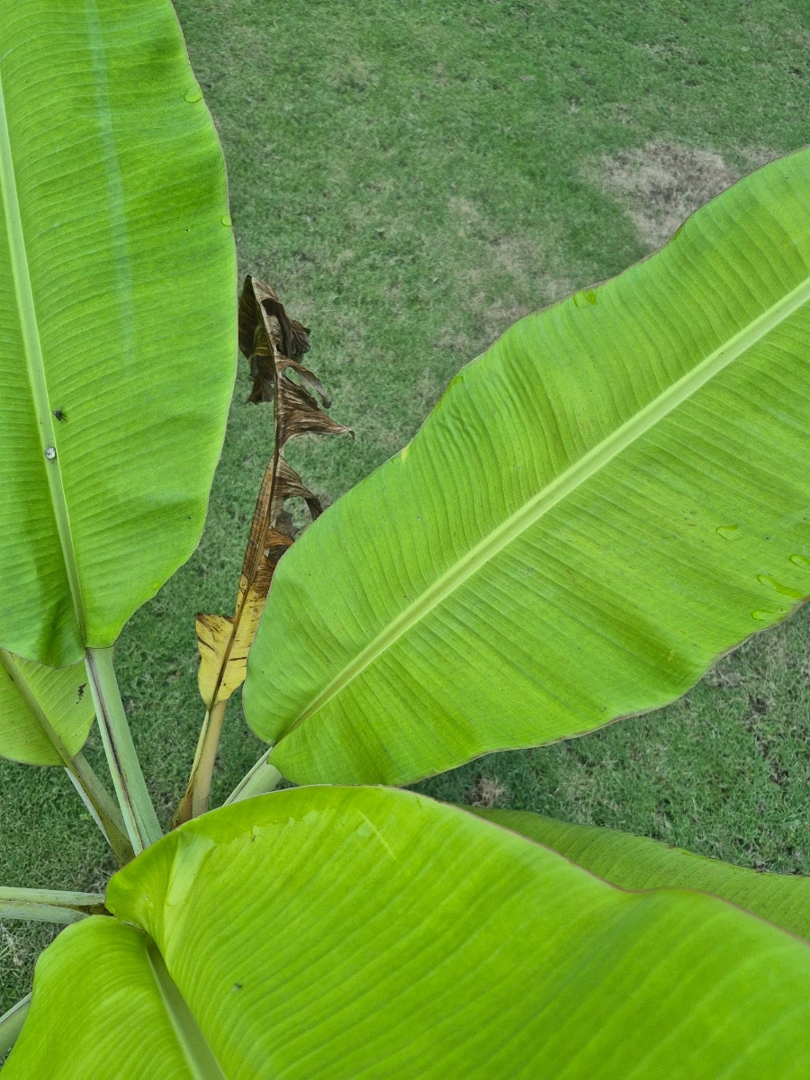 900%EF%BC%BF20260108%EF%BC%BF063050.jpg?type=w966