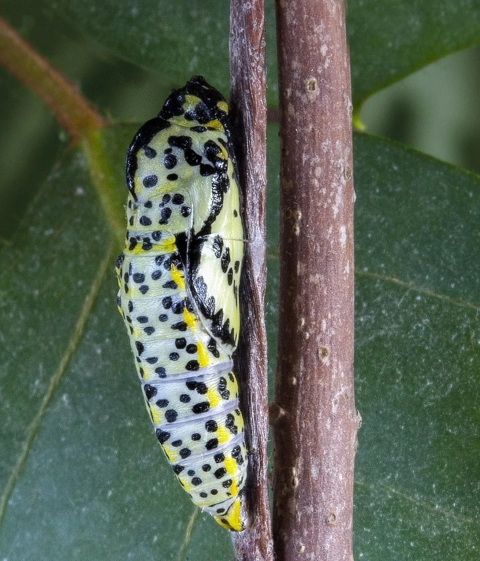 %EB%82%98%EB%B9%84.jpg?type=w966