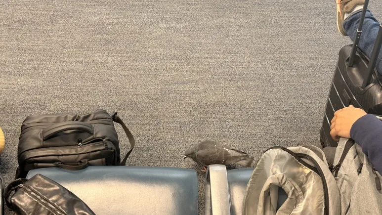 IMG_6370.jpeg?type=w773