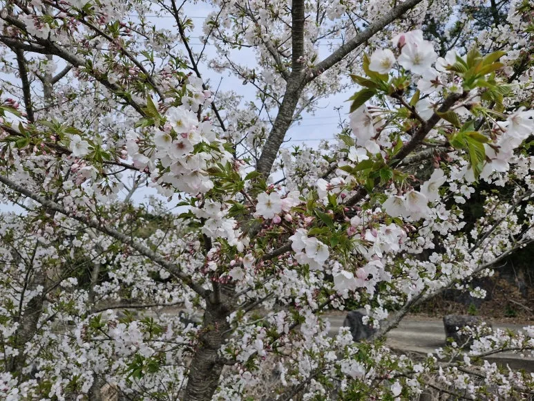 20260329_111708.jpg?type=w773