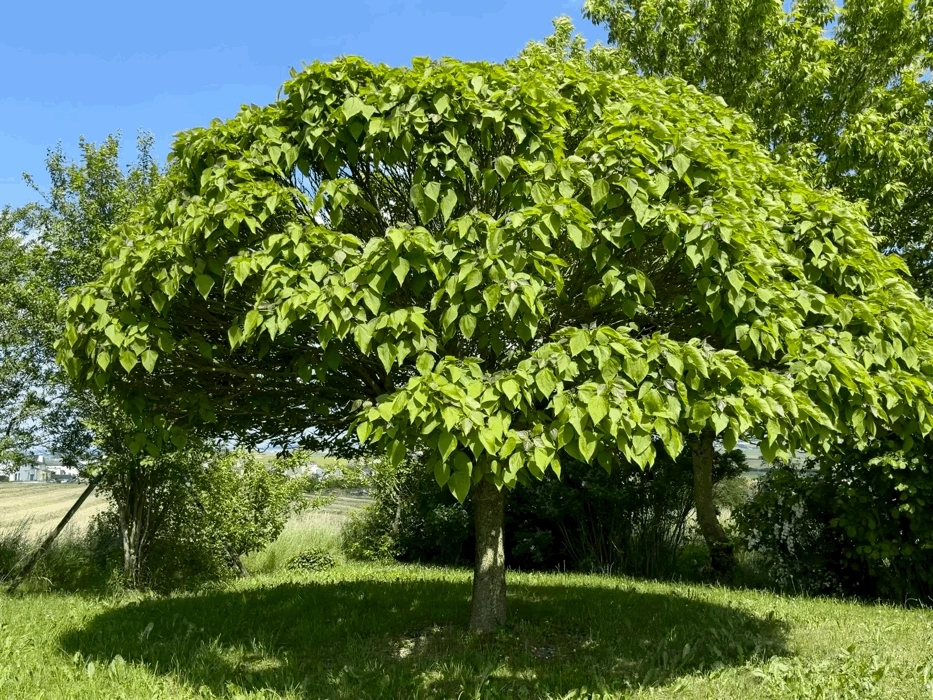 img.gif?credential=yqXZFxpELC7KVnFOS48ylbz2pIh7yKj8&expires=1774969199&allow_ip=&allow_referer=&signature=V%2FnGce9qufmOI0a2IM1qOjOU5SI%3D