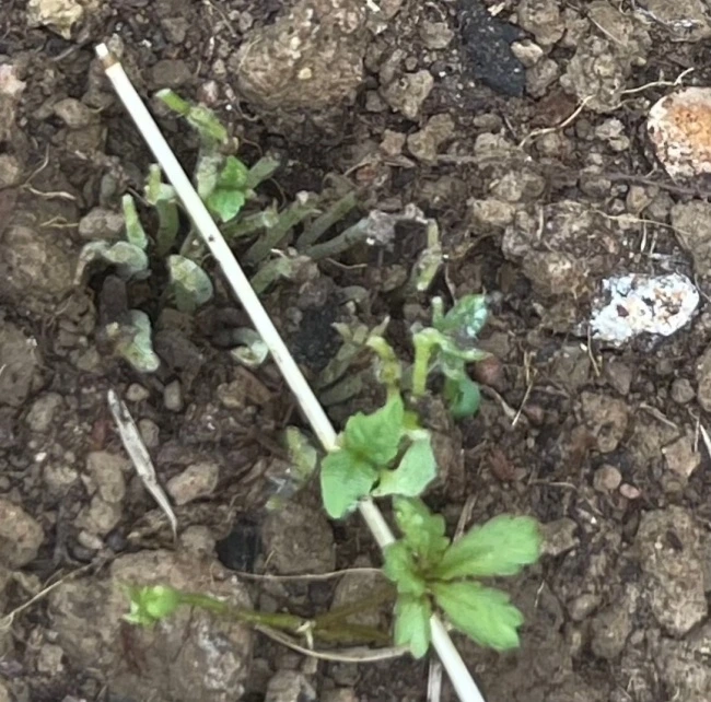 img.jpg?credential=yqXZFxpELC7KVnFOS48ylbz2pIh7yKj8&expires=1774969199&allow_ip=&allow_referer=&signature=UevUdqhi1yYY0INUajg5MAVMXxY%3D