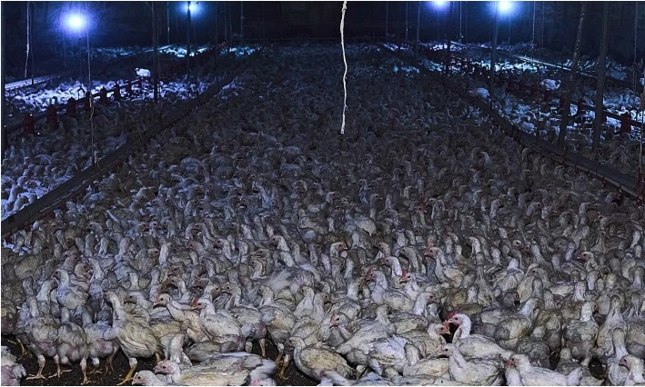 밀집 사육 축사. 동물해방물결 홈피 캡처3.JPG