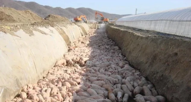 구제역 파동 돼지 매몰 현장. 이미경 의원실.JPG