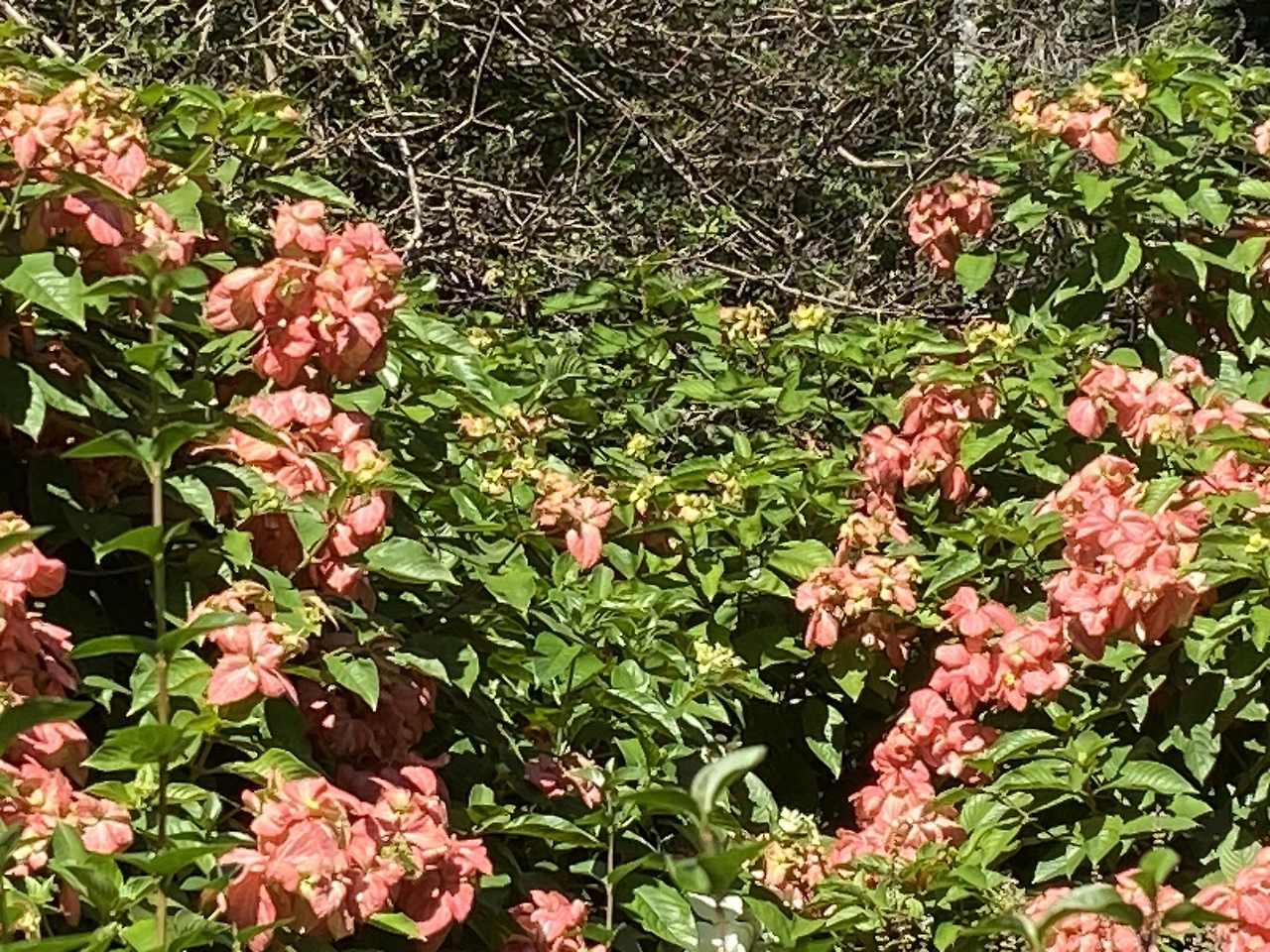 IMG_7113.HEIC