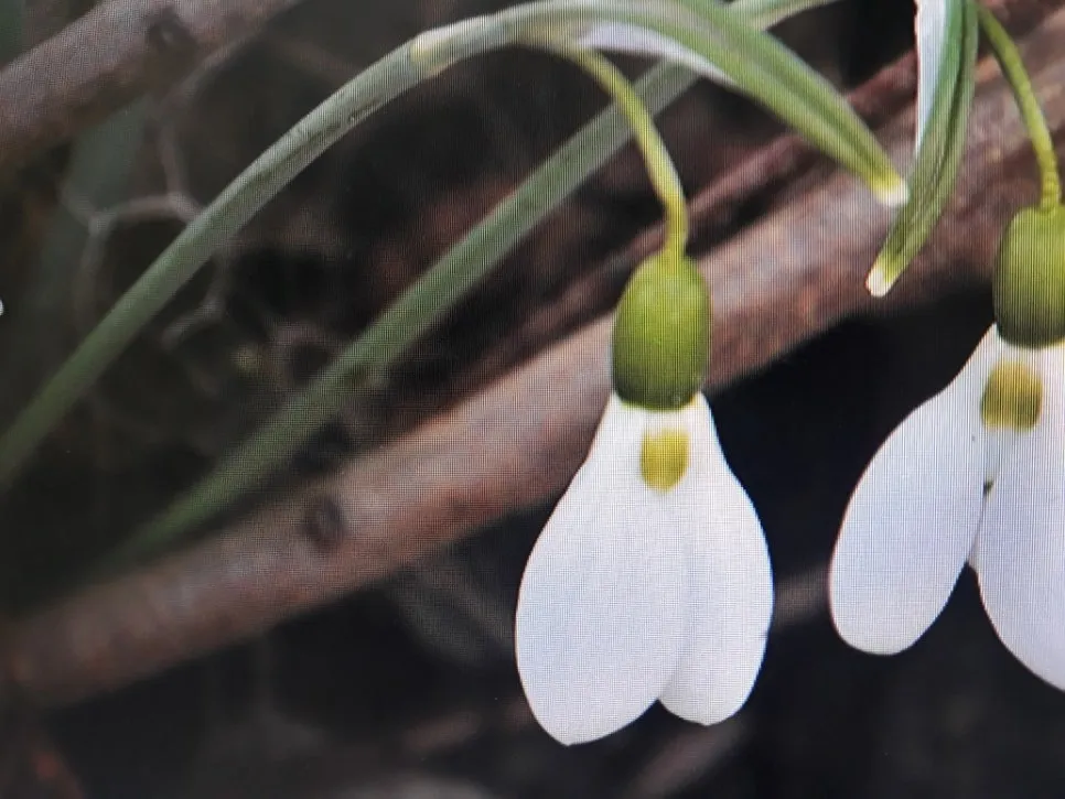 Ksdl_(5).jpg?type=w966