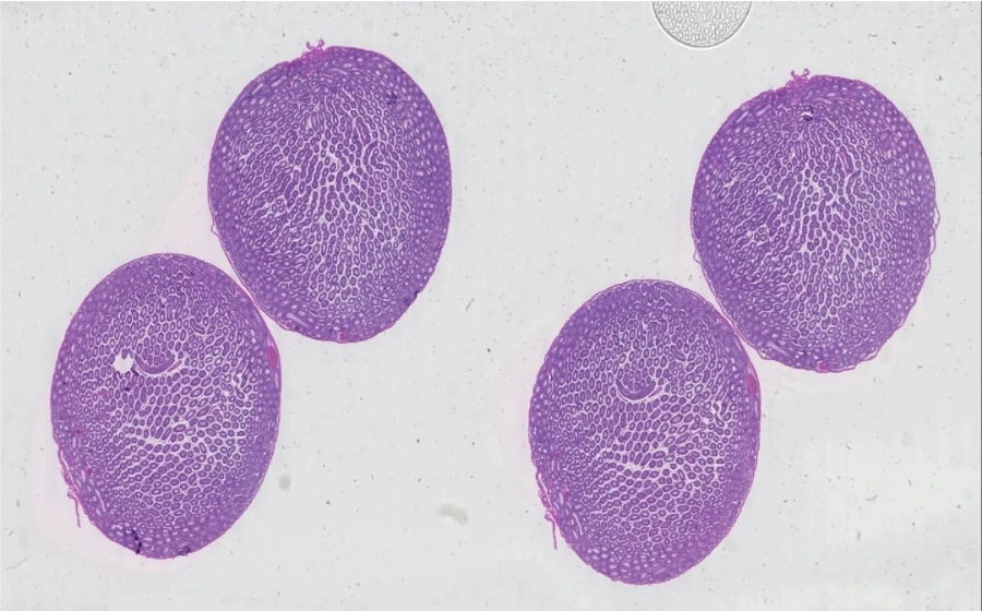 img.jpg?credential=yqXZFxpELC7KVnFOS48ylbz2pIh7yKj8&expires=1772290799&allow_ip=&allow_referer=&signature=jA3ZZeg1BYG2GzwM7ipN7WdH3ng%3D