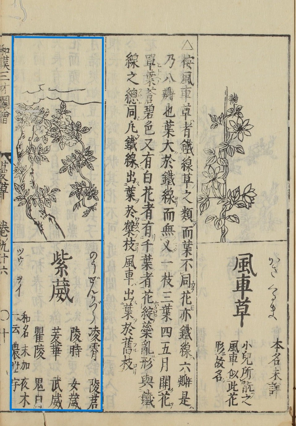 WUL-bunko31_e0860_和漢三才図会_74-만초류-자위-능소화 - 복사본.jpeg