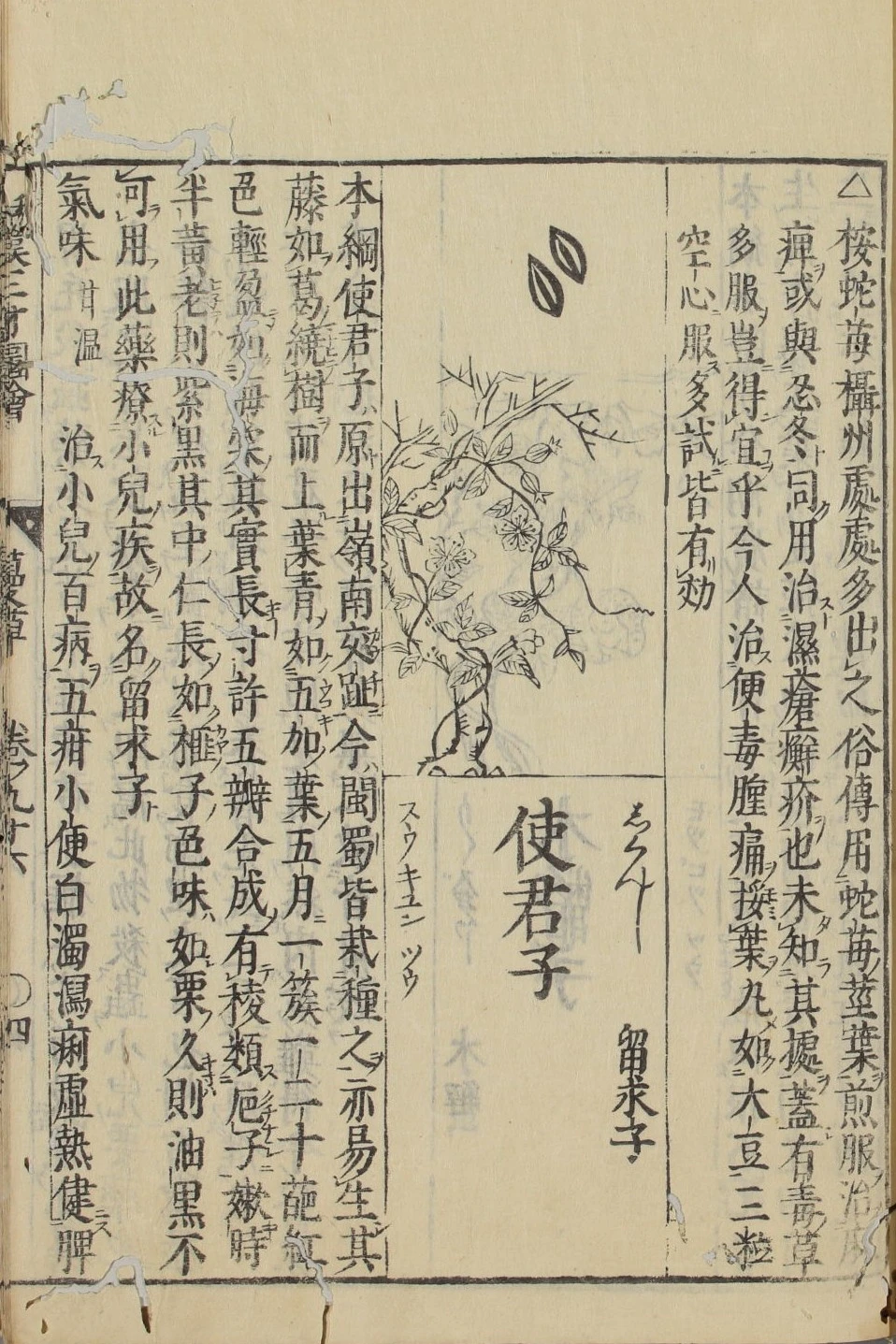 WUL-bunko31_e0860_和漢三才図会_74-만초류-사군자-Combretum indicum - 복사본.jpeg