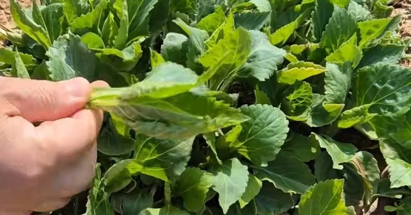 a_hd6Ud018svc1q0ynnc8jf2h7_149gk0.png?type=e1920_std