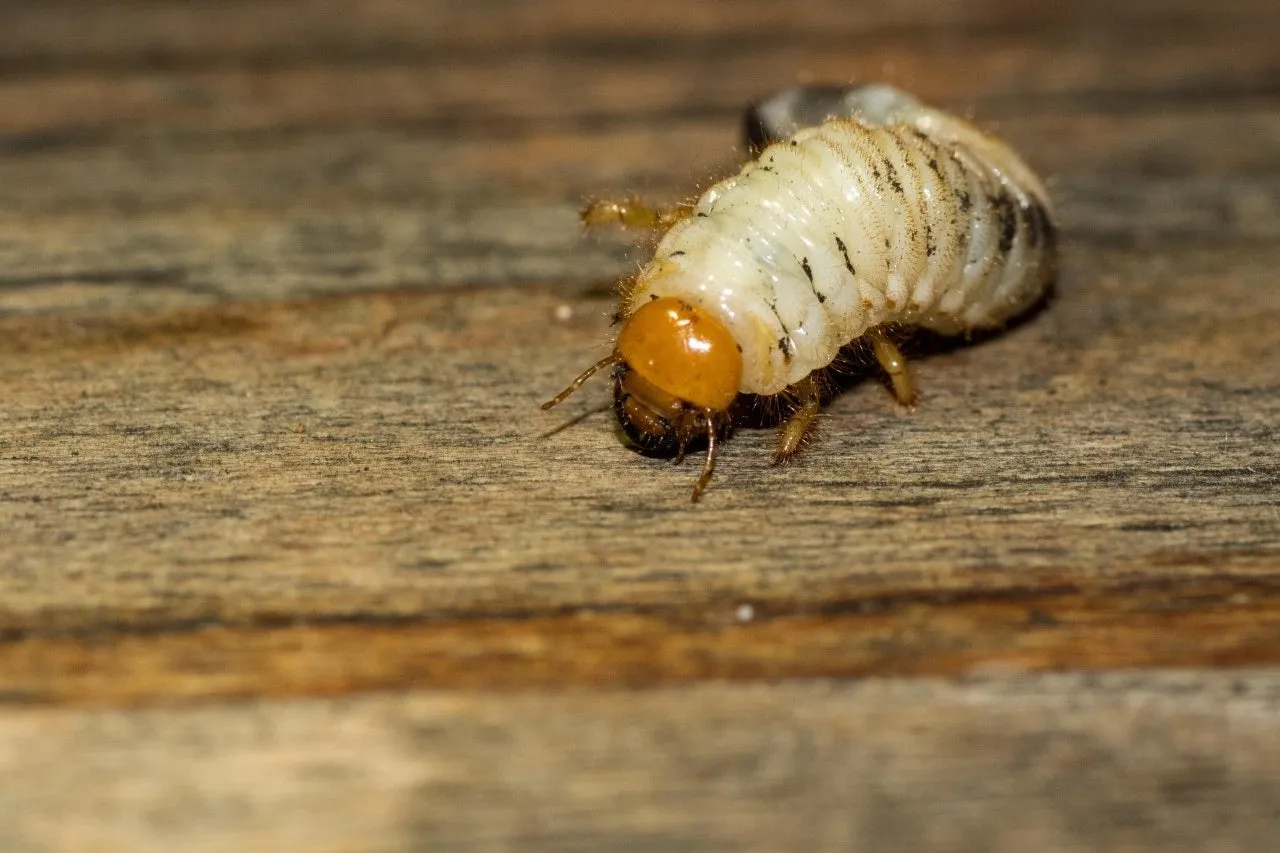 e_jceUd018svckeigx8um6wjk_149gk0.jpg?type=e1920_std