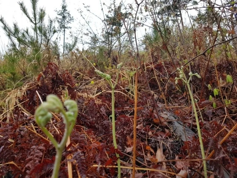 a_2d6Ud018svcnv2k6r2vox0j_149gk0.png?type=e1920_std