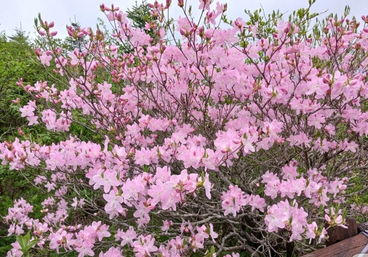 1_c1bUd018svcx0oq4mfsjvnl_149gk0.png?type=e1920_std