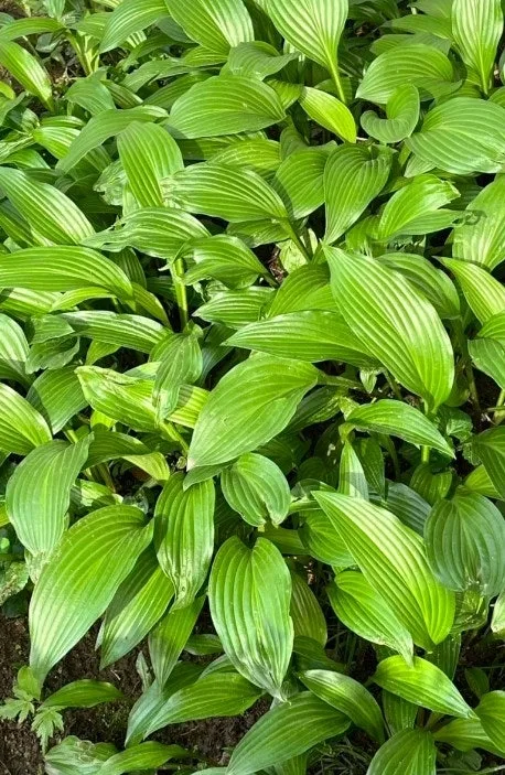 a_fd6Ud018svccf6p1qx78usz_149gk0.png?type=e1920_std