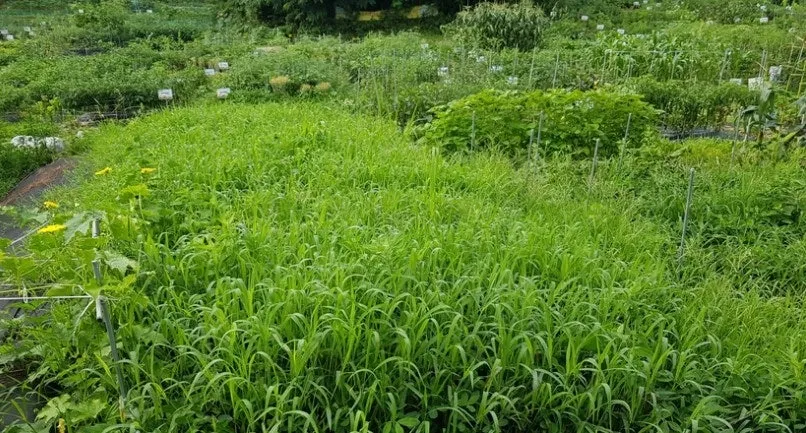 6_j4cUd018svcrick44az1hy9_149gk0.png?type=e1920_std