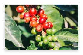 커피열매.jpeg