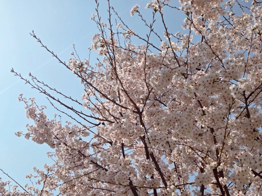 SE-e3514516-2d00-11f1-86fe-0150e451af95.jpg?type=w1