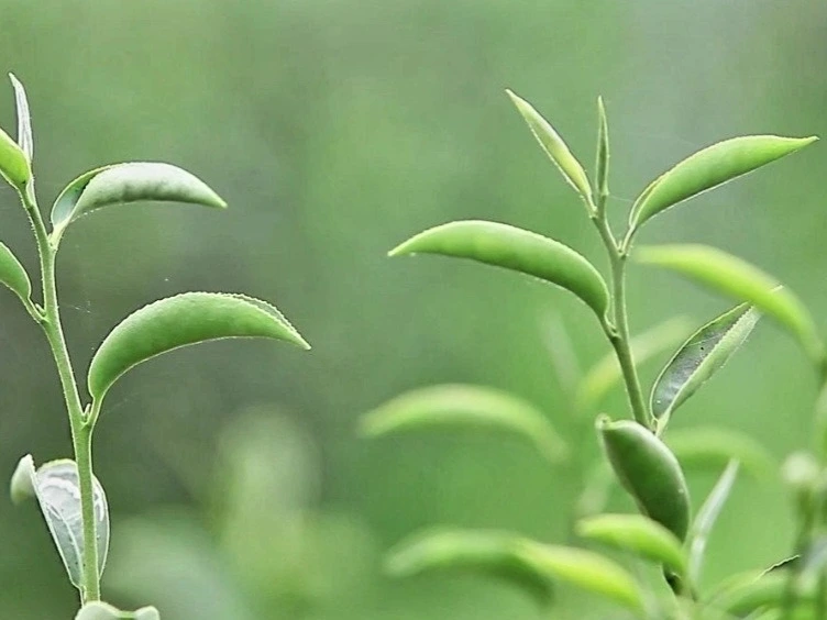 95c676adcaff0efd76a16d3cebc4901c948f0e73