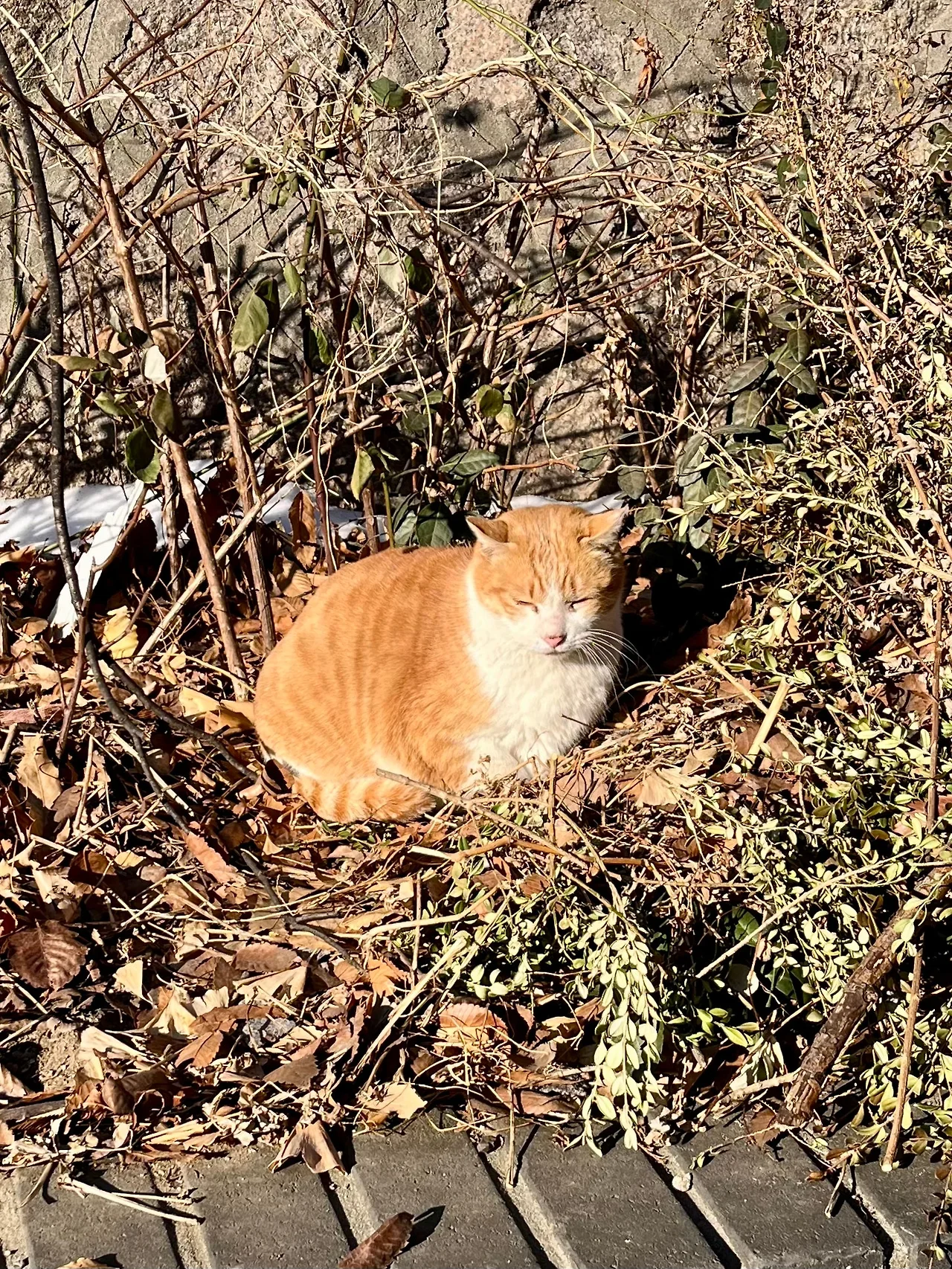 IMG%EF%BC%BF2330.jpg?type=w1600