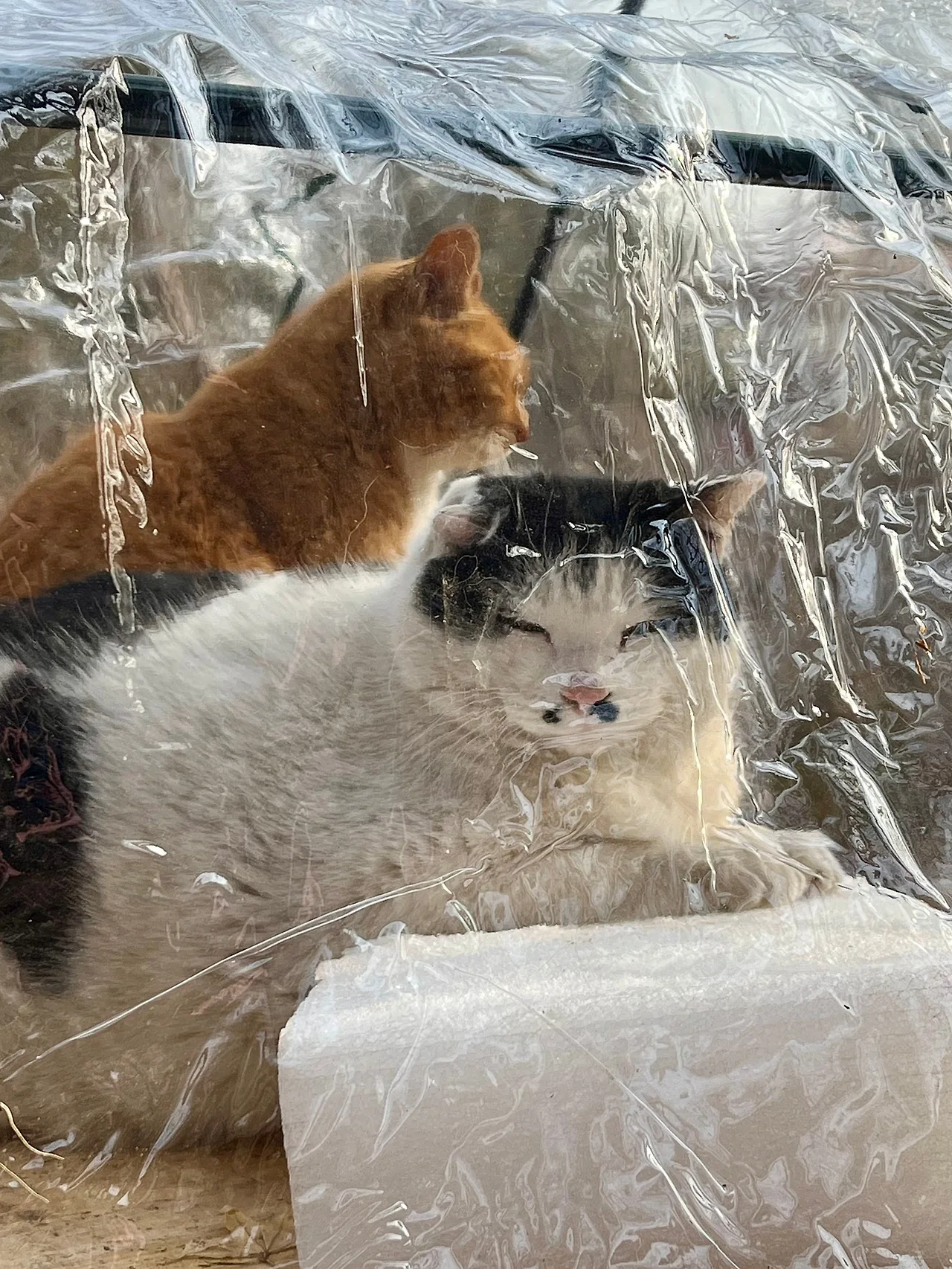 IMG%EF%BC%BF2152.jpg?type=w1600