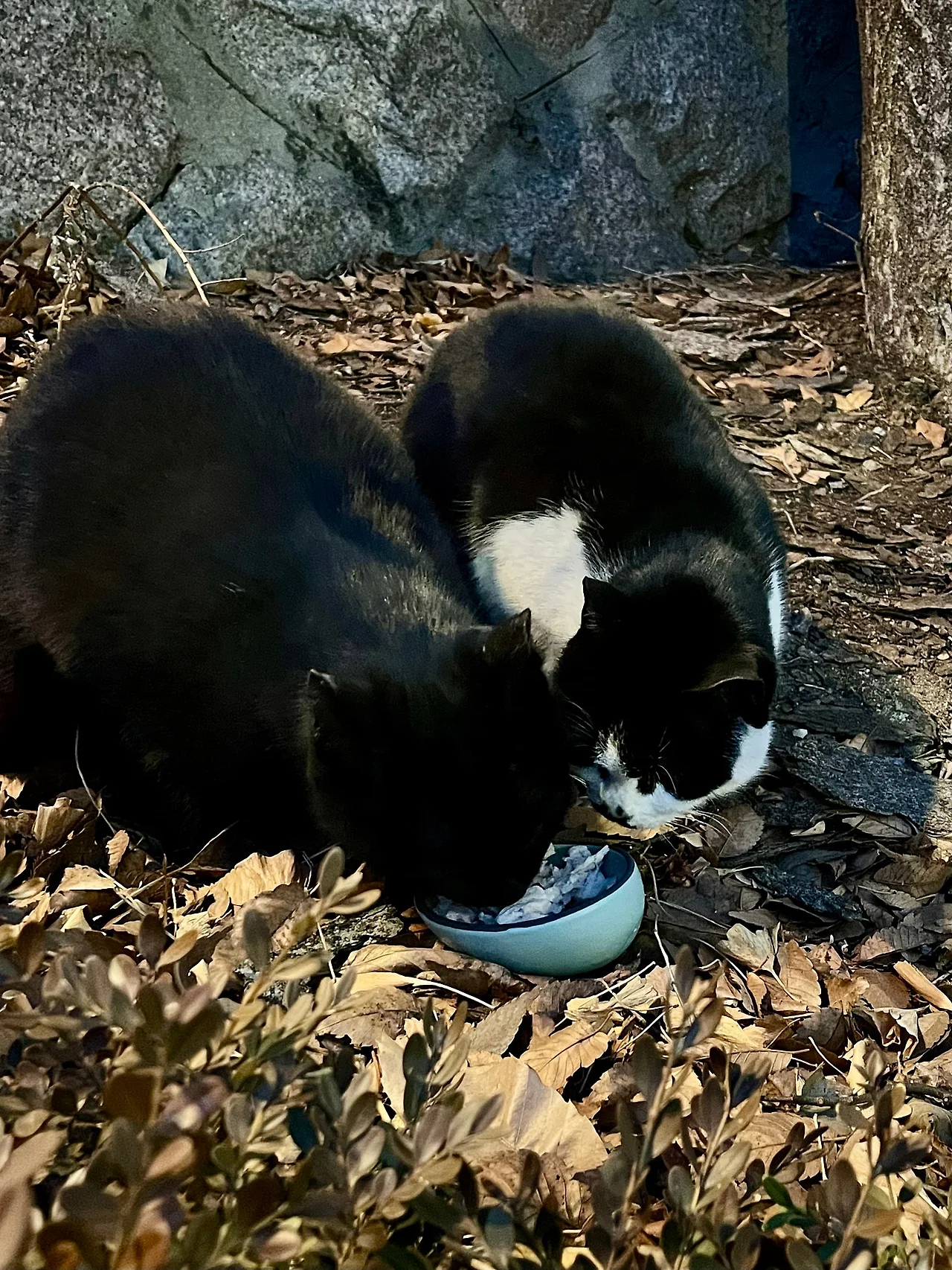 IMG%EF%BC%BF2271.jpg?type=w1600