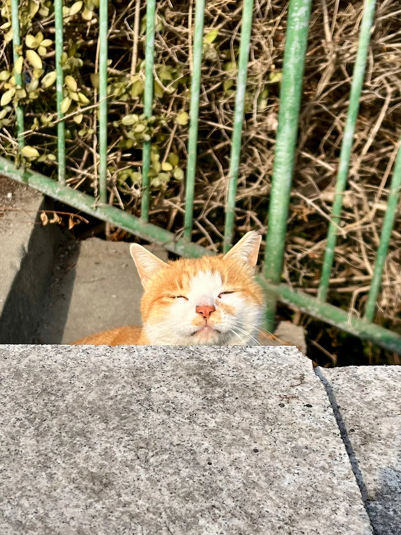 IMG%EF%BC%BF2159.jpg?type=w1600