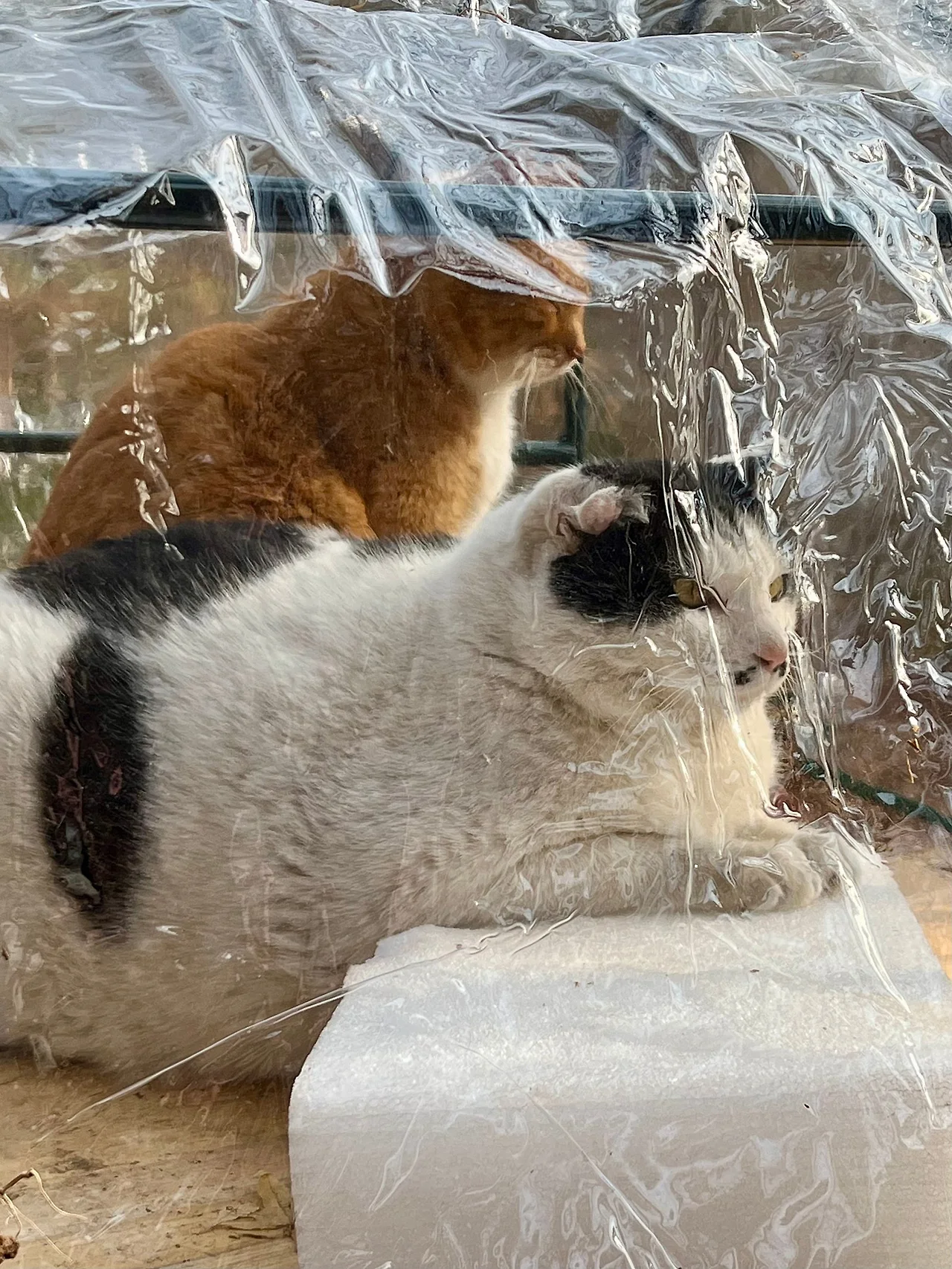 IMG%EF%BC%BF2151.jpg?type=w1600