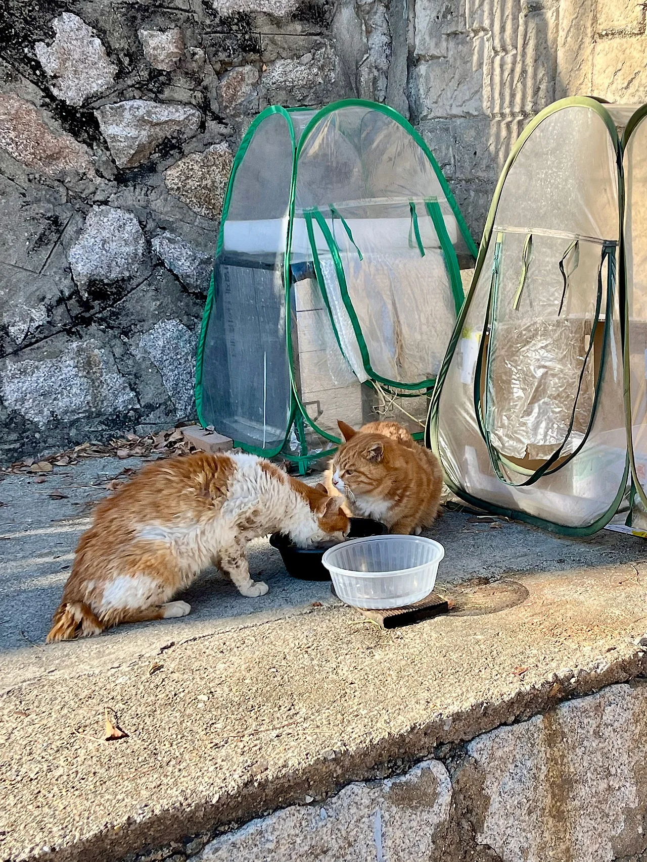 IMG%EF%BC%BF2319.jpg?type=w1600