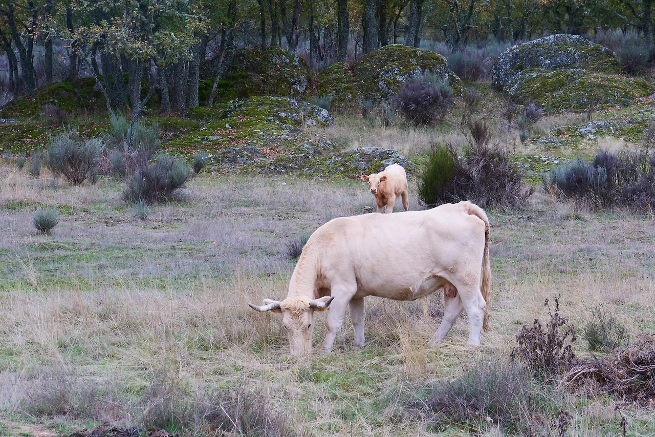 P1154714.JPG