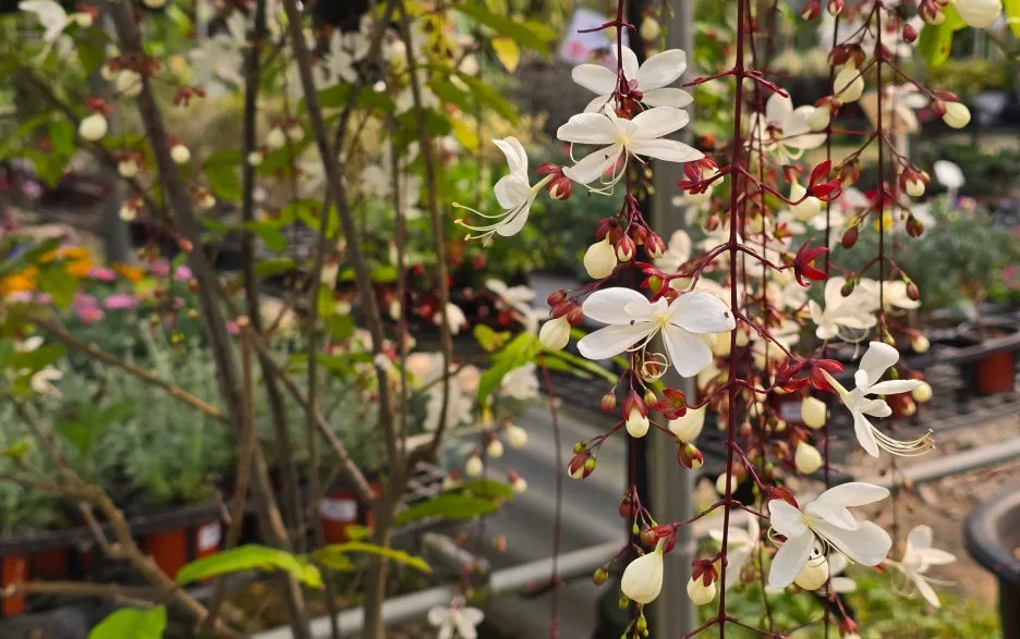 SE-51517e67-23fe-42db-9bb7-3ca58a8ef29b.jpg?type=w1