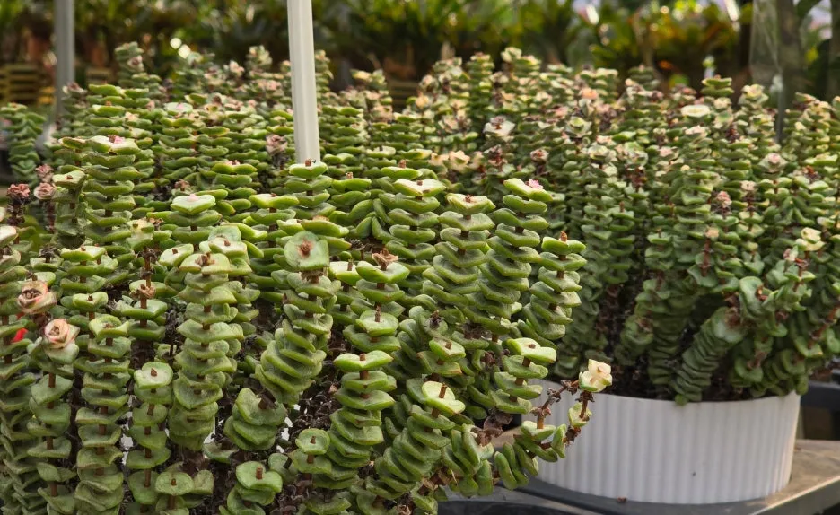 SE-59f1d9da-2c75-4579-aae8-96821c306f2b.jpg?type=w1