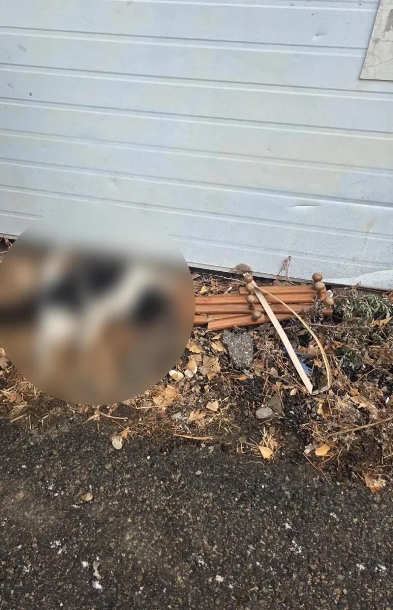 SE-e7f52d35-f360-11f0-9e8a-070a03fdafcb.jpg?type=w773