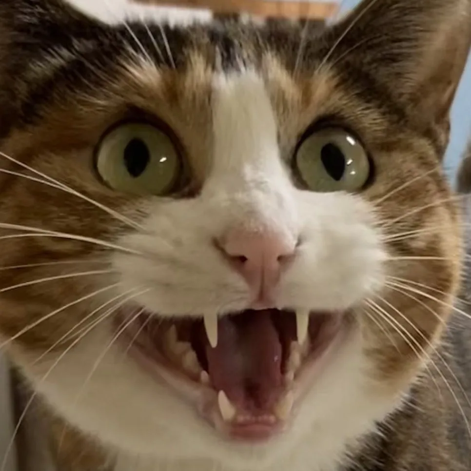 IMG_7700.JPG?type=w966