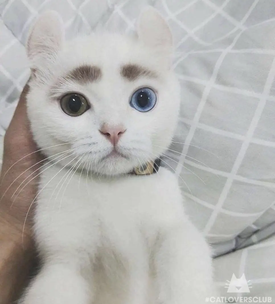 IMG_7676.JPG?type=w966