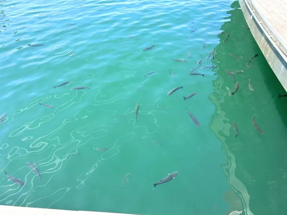 IMG_0784.JPG?type=w966